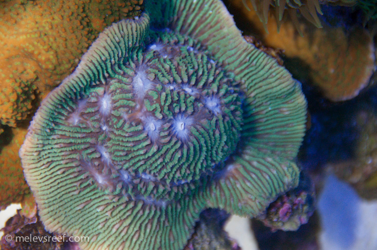 Name:  lith-coral.jpg
Views: 2112
Size:  259.3 KB