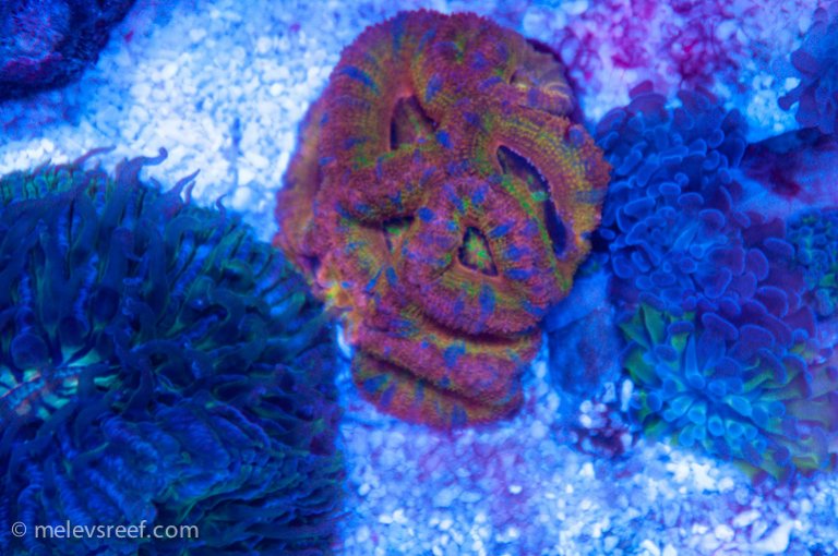 Name:  rainbow-acan.jpg
Views: 2025
Size:  91.3 KB