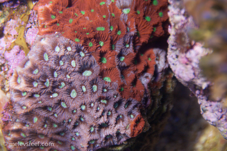 Name:  war-coral.jpg
Views: 704
Size:  265.3 KB