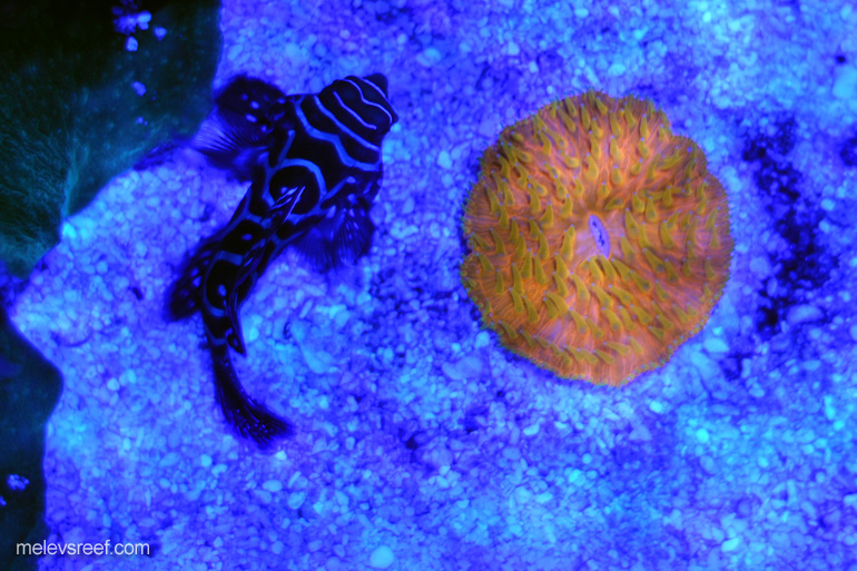 Name:  orange-plate.jpg
Views: 724
Size:  204.3 KB