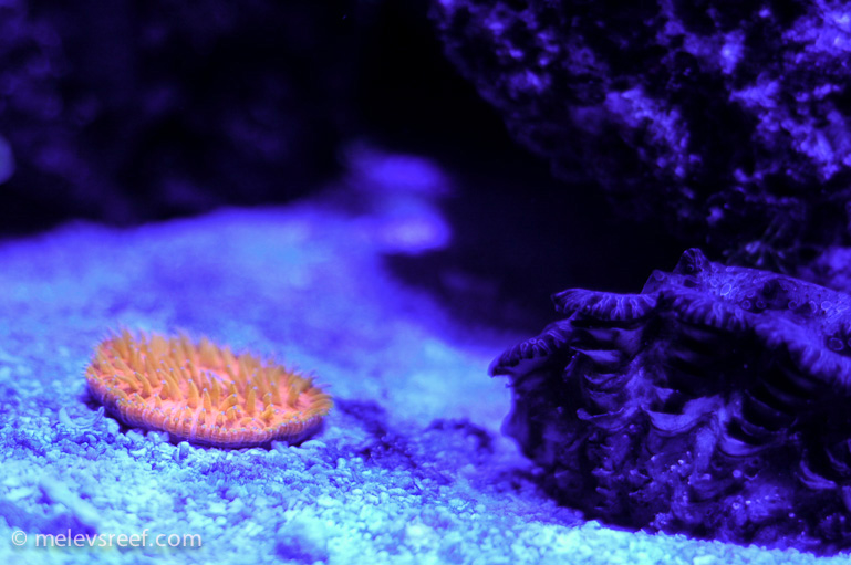 Name:  orange-plate2.jpg
Views: 694
Size:  135.8 KB