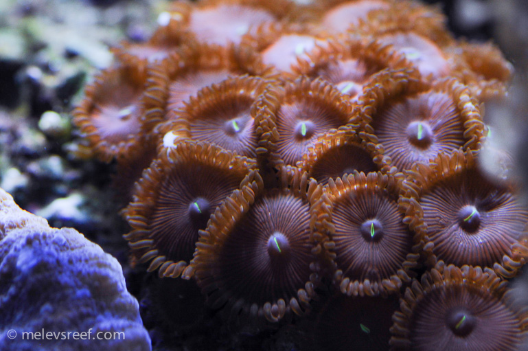 Name:  macro-friday-2.jpg
Views: 1583
Size:  213.1 KB