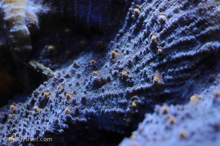 Name:  macro-friday-3.jpg
Views: 1518
Size:  263.8 KB