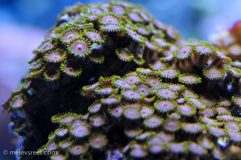 Name:  macro-friday-4.jpg
Views: 1470
Size:  238.4 KB