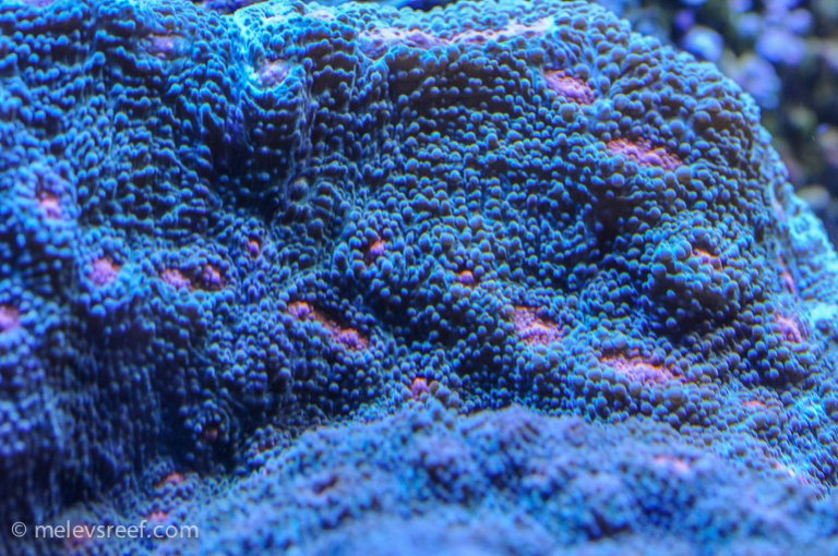 Name:  macro-friday-5.jpg
Views: 1449
Size:  128.7 KB