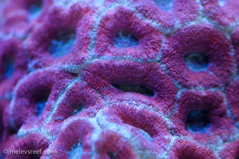 Name:  macro-friday-6.jpg
Views: 1473
Size:  242.6 KB