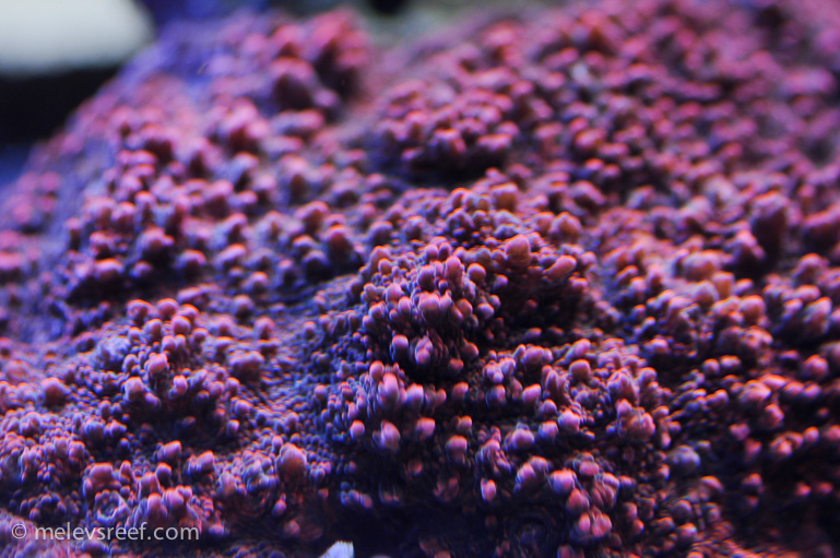 Name:  macro-friday-7.jpg
Views: 1484
Size:  254.1 KB