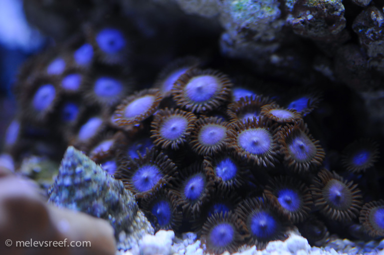 Name:  macro-friday-8.jpg
Views: 1447
Size:  160.5 KB