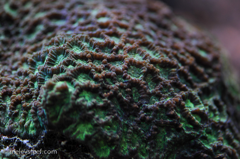Name:  macro-friday-9.jpg
Views: 1432
Size:  227.5 KB