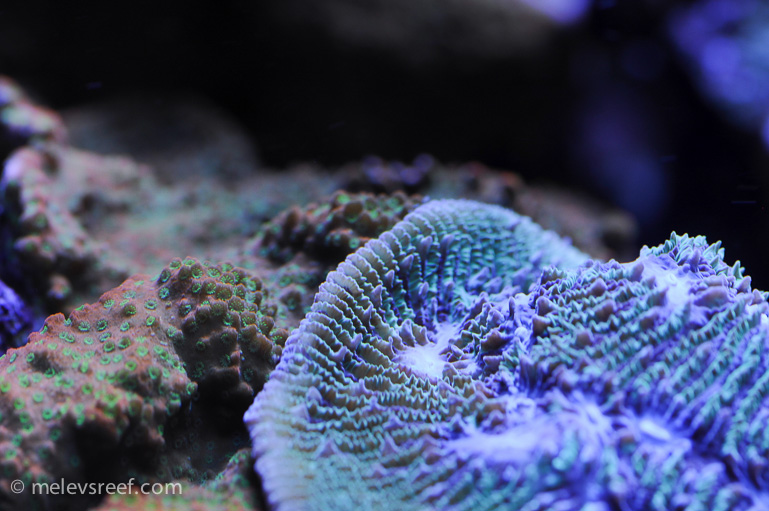 Name:  macro-friday-10.jpg
Views: 1402
Size:  201.2 KB