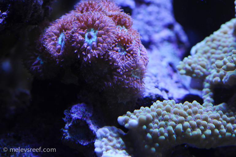 Name:  macro-friday-11.jpg
Views: 472
Size:  216.7 KB
