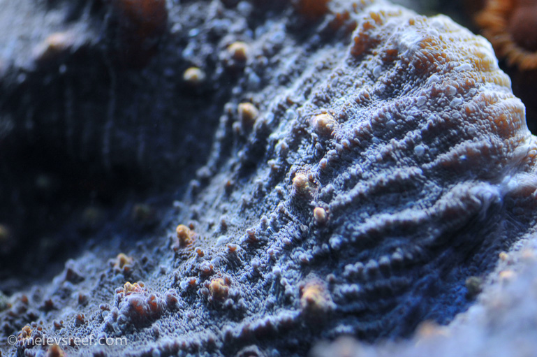 Name:  macro-friday.jpg
Views: 479
Size:  242.7 KB