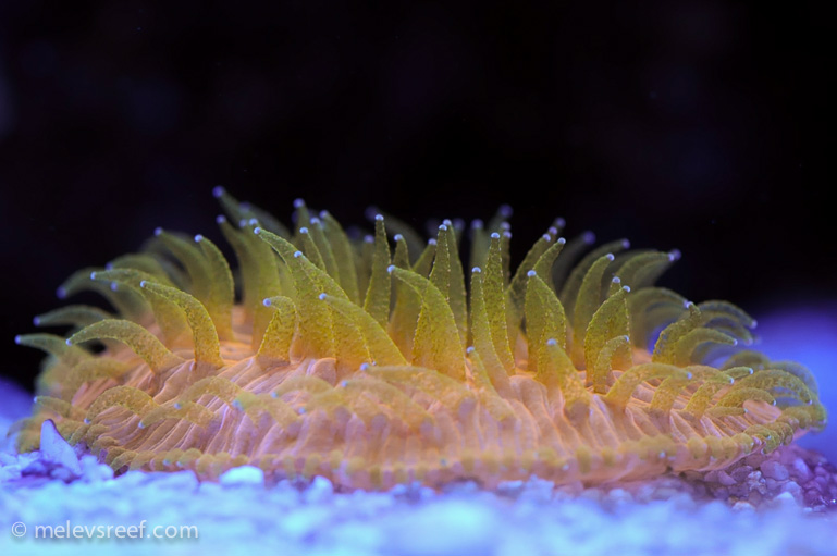 Name:  macro-friday-12.jpg
Views: 437
Size:  134.8 KB