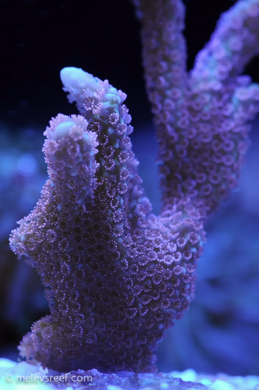 Name:  macro-friday-13.jpg
Views: 434
Size:  178.8 KB