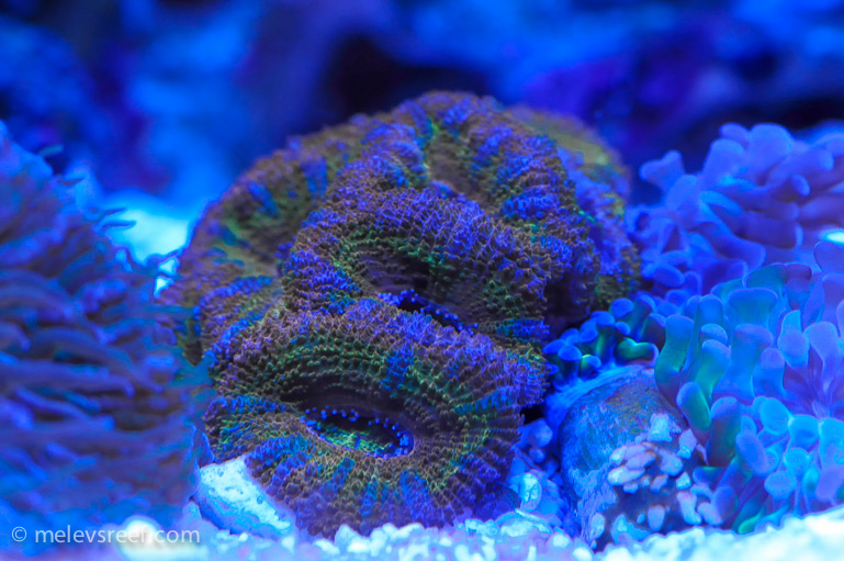 Name:  macro-friday-14.jpg
Views: 473
Size:  239.9 KB