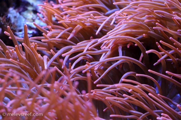 Name:  macro-friday-15.jpg
Views: 476
Size:  93.5 KB