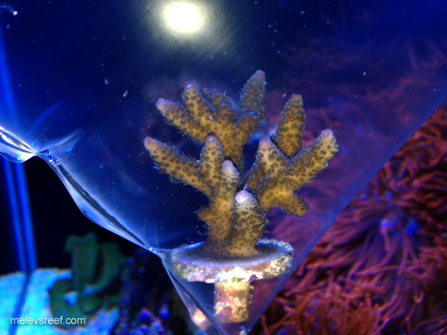 Name:  purple-tip-milli.jpg
Views: 498
Size:  108.8 KB