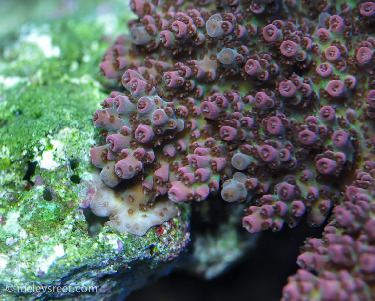 Name:  red-planet-newgrowth.jpg
Views: 360
Size:  292.4 KB
