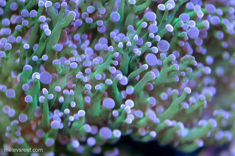 Name:  td-frogspawn.jpg
Views: 1292
Size:  152.0 KB