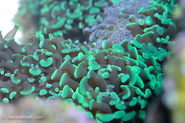Name:  td-green-hammer.jpg
Views: 438
Size:  200.9 KB
