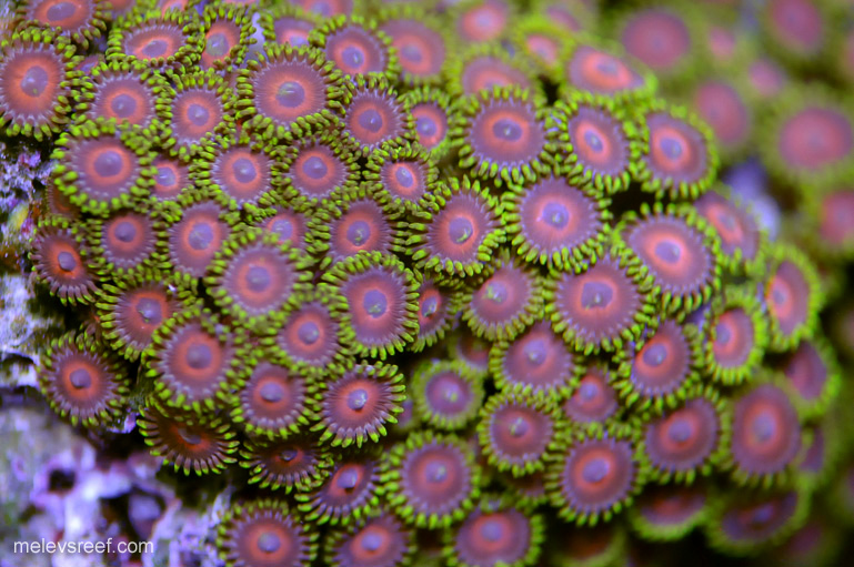 Name:  td-zoas.jpg
Views: 494
Size:  188.0 KB