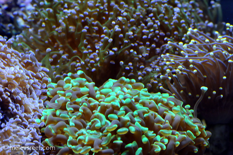 Name:  euphyllias.jpg
Views: 428
Size:  221.1 KB
