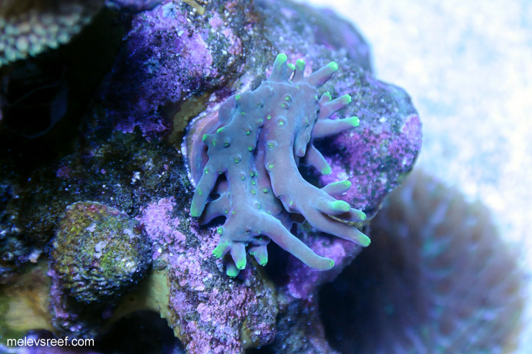 Name:  deepwater-green-0105.jpg
Views: 595
Size:  168.9 KB