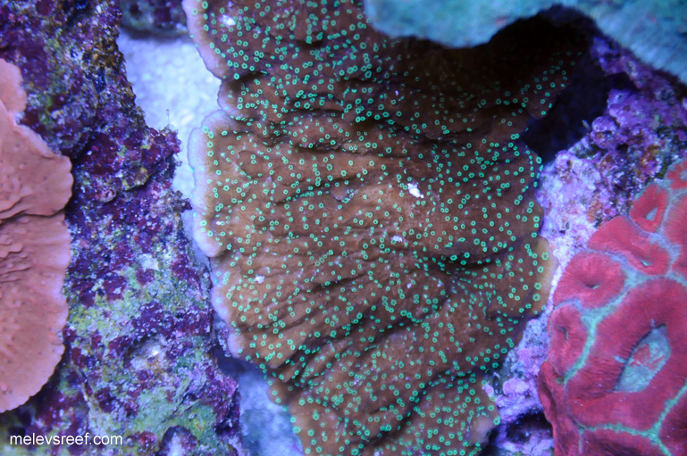 Name:  monti-green-polyps-0105.jpg
Views: 589
Size:  241.4 KB