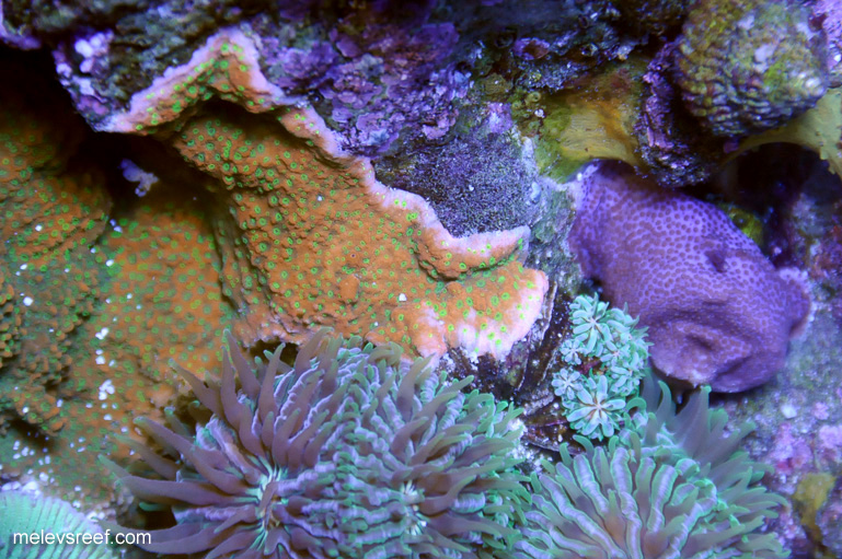 Name:  purple-haze-0105.jpg
Views: 809
Size:  225.0 KB