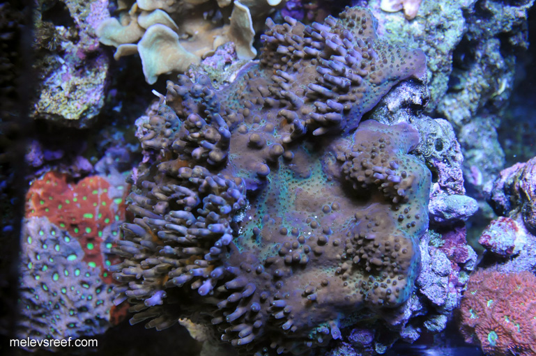 Name:  rainbow-acro-0105.jpg
Views: 650
Size:  226.1 KB