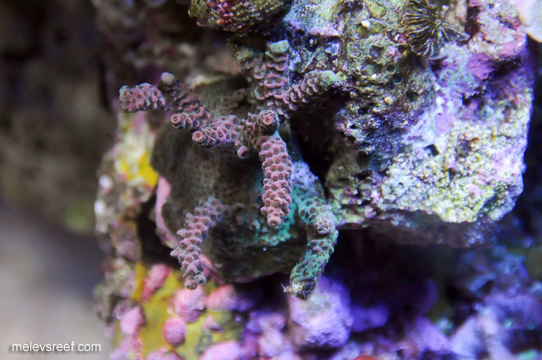 Name:  seaworld-acro-0105.jpg
Views: 620
Size:  171.5 KB