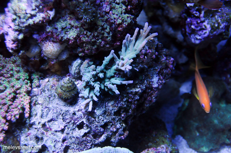 Name:  tenuis-0105.jpg
Views: 582
Size:  227.2 KB