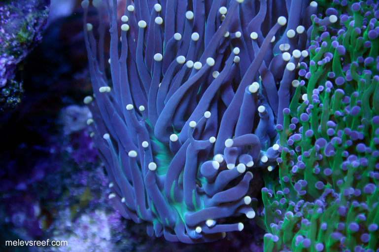 Name:  torch-0105.jpg
Views: 669
Size:  170.7 KB