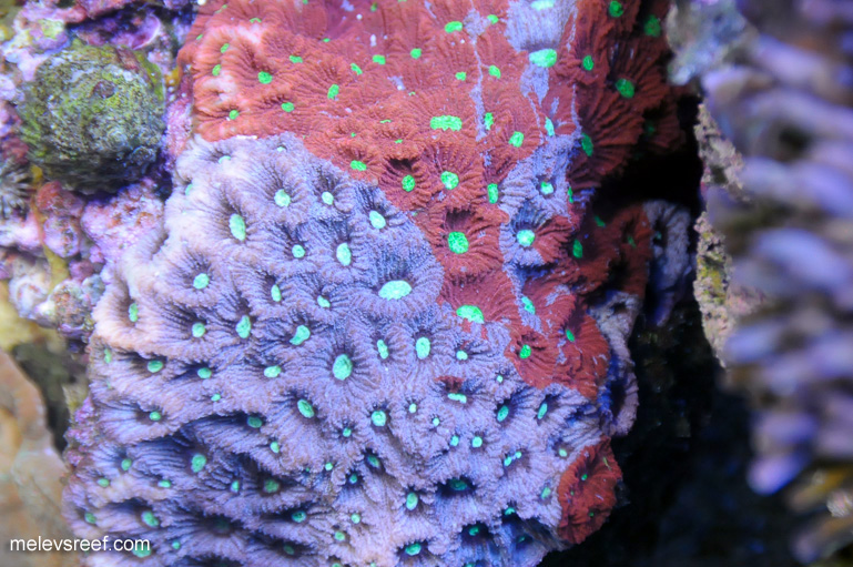 Name:  war-coral-0105.jpg
Views: 622
Size:  212.0 KB
