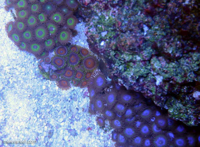 Name:  zoas-0105.jpg
Views: 417
Size:  230.1 KB