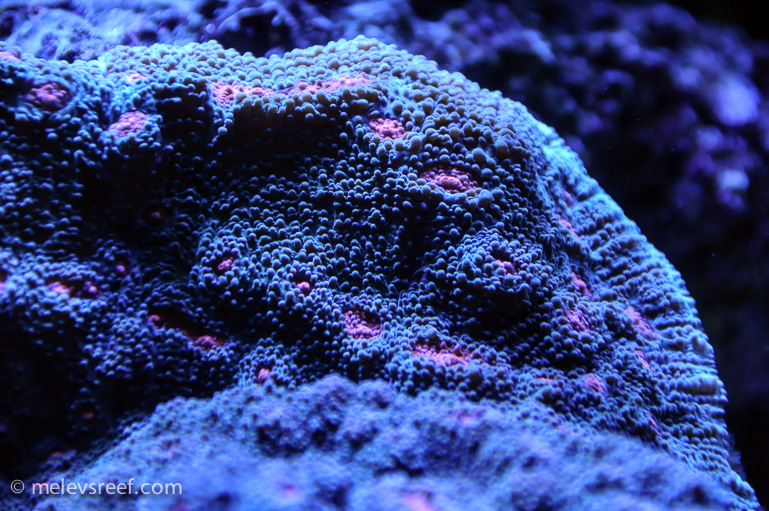 Name:  chalice-rim.jpg
Views: 569
Size:  230.4 KB