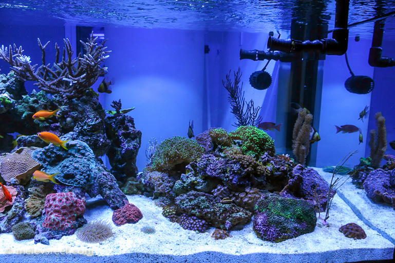 Name:  lps-zone.jpg
Views: 594
Size:  261.1 KB