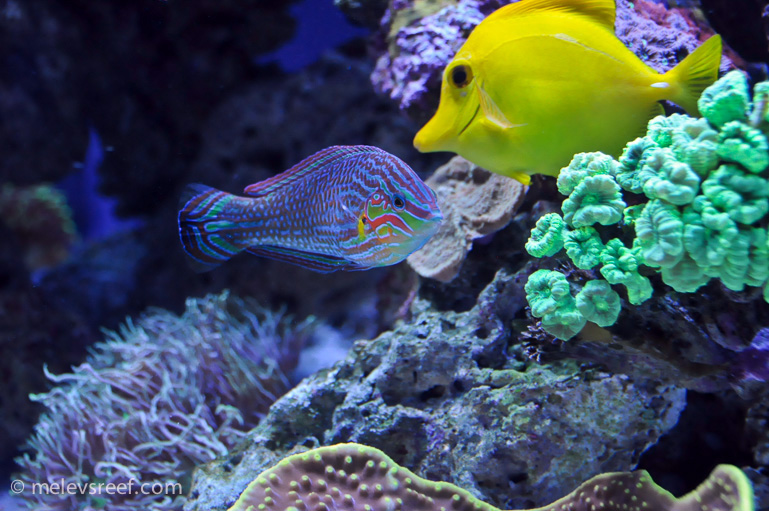 Name:  melanurus-wrasse.jpg
Views: 583
Size:  184.6 KB