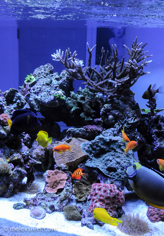 Name:  reefshot-vertical.jpg
Views: 587
Size:  253.1 KB