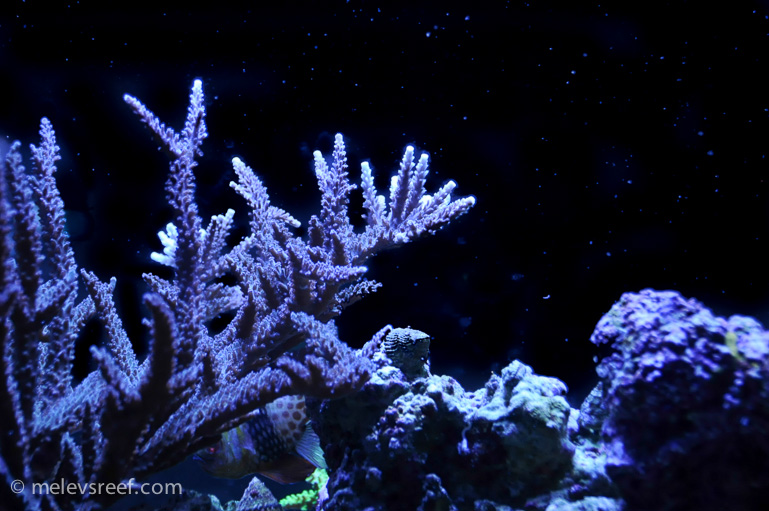 Name:  sps-under-stars.jpg
Views: 540
Size:  235.4 KB