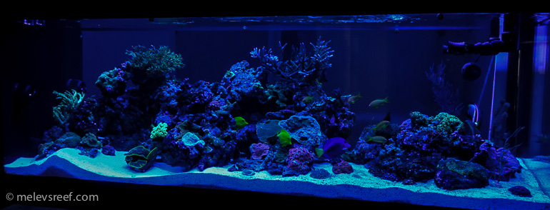 Name:  actinics-front.jpg
Views: 1353
Size:  155.0 KB