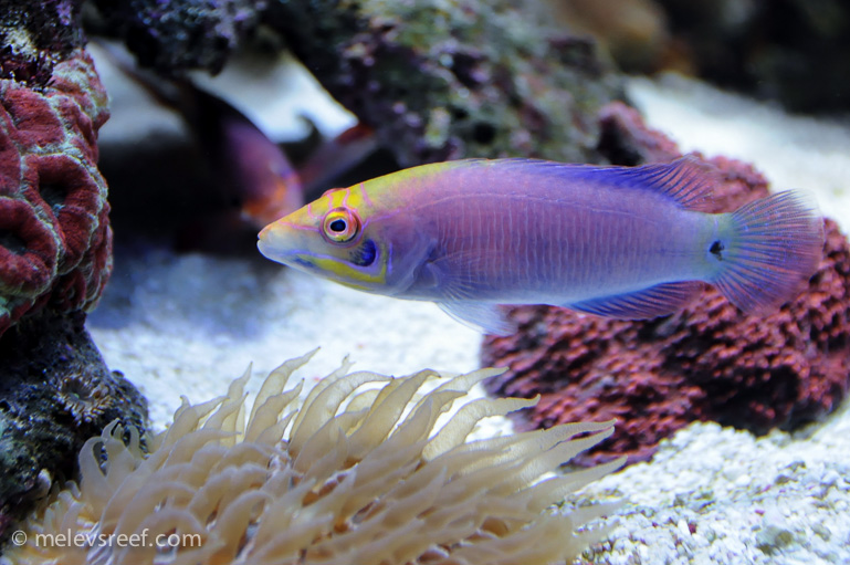 Name:  mystery-wrasse.jpg
Views: 436
Size:  208.7 KB