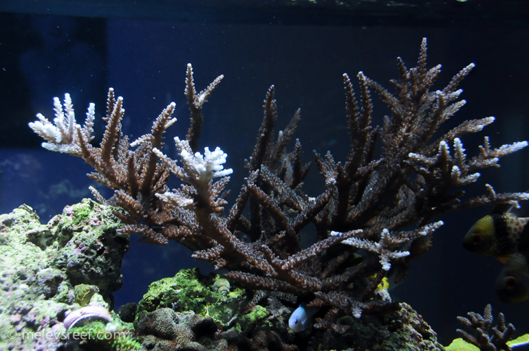 Name:  stag-colony.jpg
Views: 511
Size:  224.0 KB