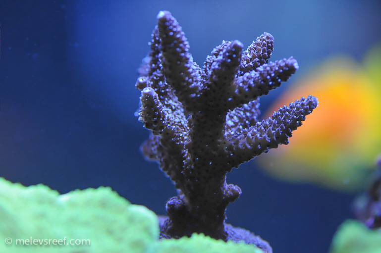 Name:  acro-frag-0108.jpg
Views: 475
Size:  171.5 KB