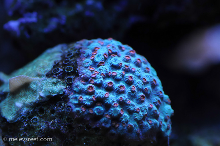 Name:  cyphastrea.jpg
Views: 462
Size:  179.4 KB
