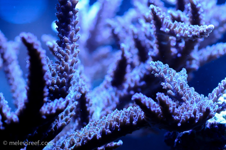 Name:  stag-polyps.jpg
Views: 470
Size:  228.0 KB