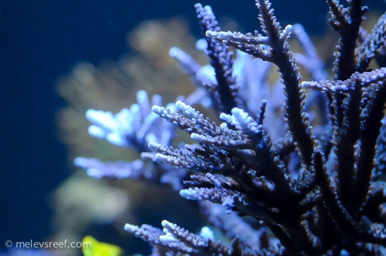 Name:  staghorn-branch.jpg
Views: 634
Size:  242.2 KB