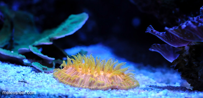 Name:  60g-orange-fungia.jpg
Views: 558
Size:  101.3 KB