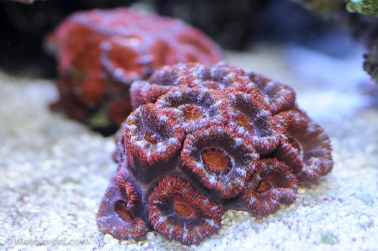 Name:  acans-red-n-white.jpg
Views: 496
Size:  193.6 KB