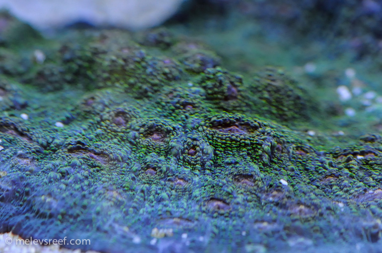 Name:  chalice-green.jpg
Views: 561
Size:  237.0 KB